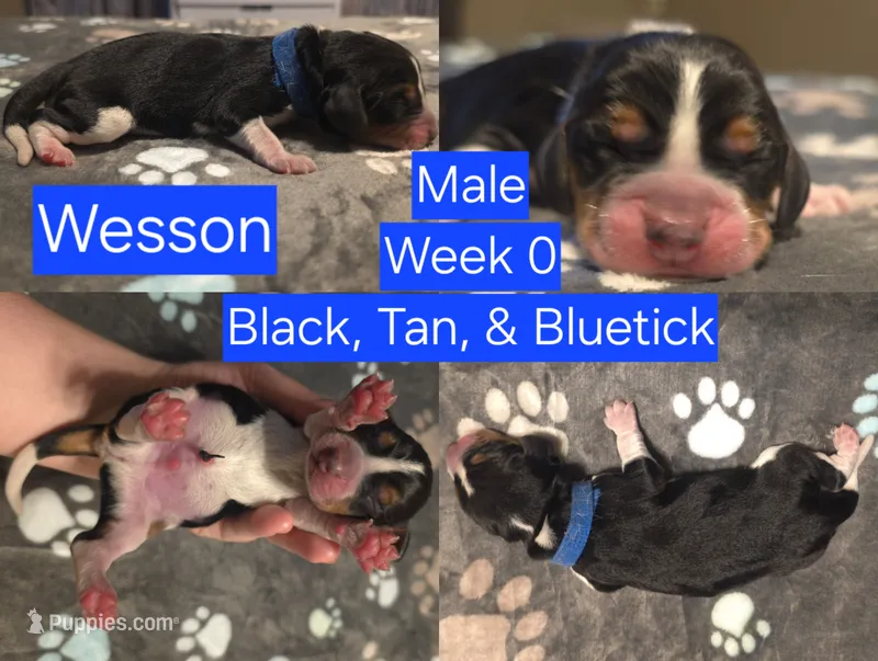 Wesson Blue Male – Beagle puppy for sale in Bemidji, MN