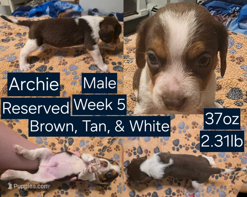 Archie Blue Male – Beagle puppy on hold in Bemidji, MN