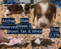 Archie Blue Male, a male Beagle for sale in Bemidji, MN – 1 of 8