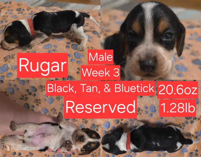 Rugar Red Male – Beagle puppy on hold in Bemidji, MN