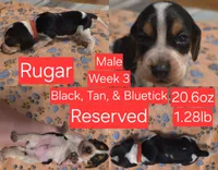 Buster Red Male, a male Beagle for sale in Bemidji, MN – 3 of 8
