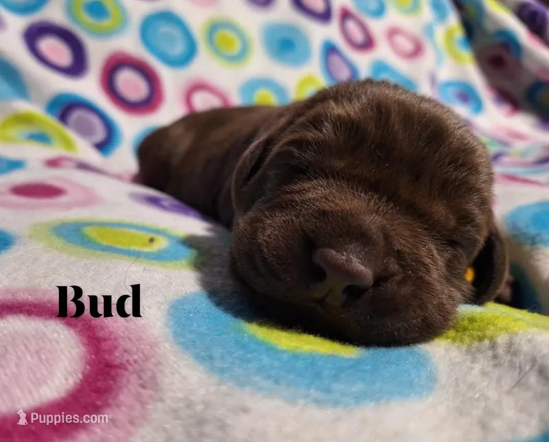 Bud – Labrador Retriever puppy for sale in Bemidji, MN