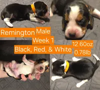 Remington Orange Male, a male Beagle for sale in Bemidji, MN – 2 of 5