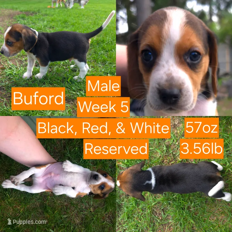 Buford Orange Male – Beagle puppy on hold in Bemidji, MN