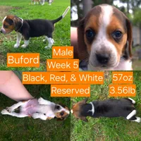Buford Orange Male, a male Beagle for sale in Bemidji, MN – 1 of 8