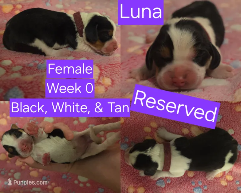 Luna Purple Female – Beagle puppy on hold in Bemidji, MN