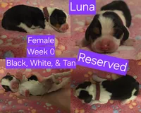 Luna Purple Female, a female Beagle for sale in Bemidji, MN – 1 of 3