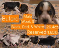 Buford Orange Male, a male Beagle for sale in Bemidji, MN – 1 of 6