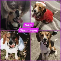 Charlie Blue Female, a male Beagle for sale in Bemidji, MN – 2 of 3