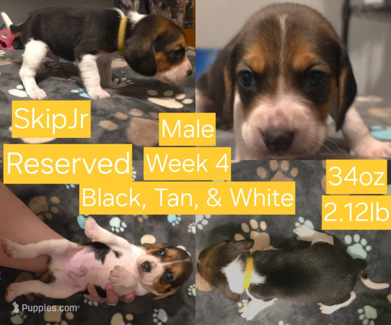 SkipJr Yellow Male – Beagle puppy on hold in Bemidji, MN