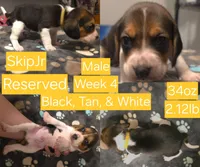 SkipJr Yellow Male, a male Beagle for sale in Bemidji, MN – 1 of 7