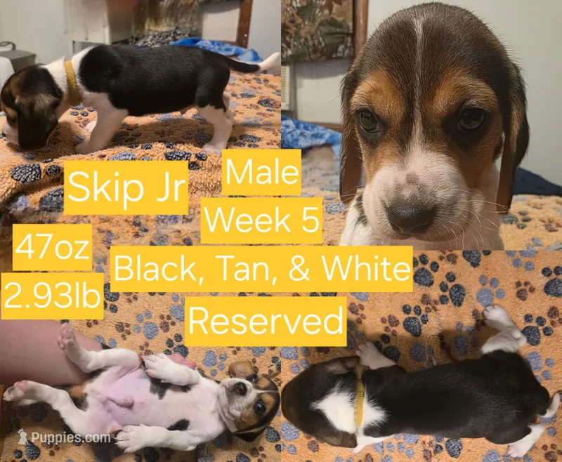 SkipJr Yellow Male – Beagle puppy on hold in Bemidji, MN