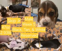 SkipJr Yellow Male, a male Beagle for sale in Bemidji, MN – 1 of 8