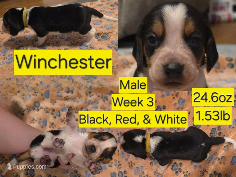 Winchester Yellow Male – Beagle puppy for sale in Bemidji, MN