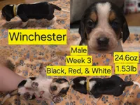 Winchester Yellow Male, a male Beagle for sale in Bemidji, MN – 3 of 8