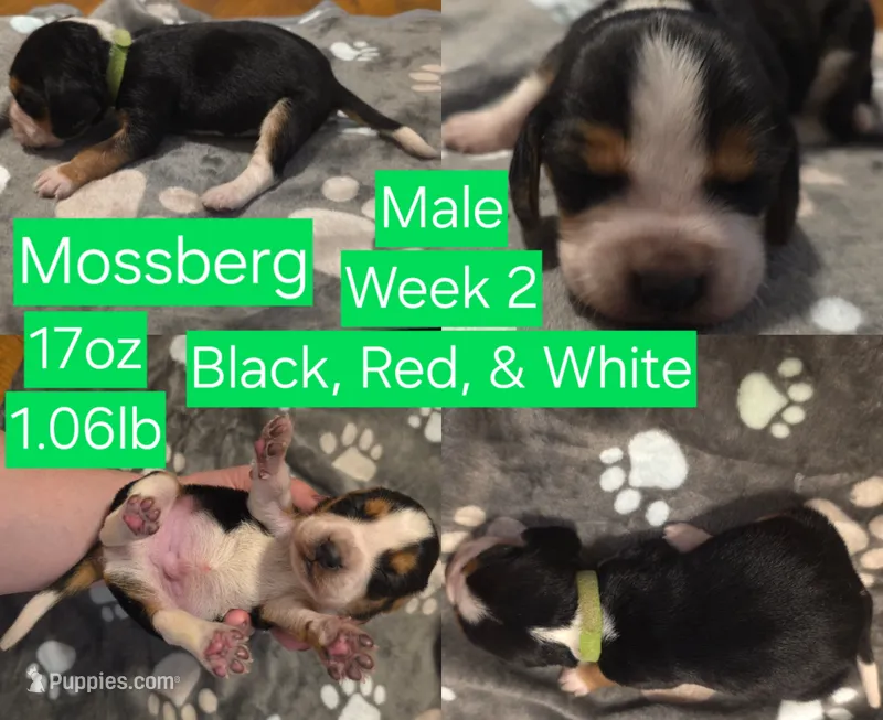 Mossberg Green Male – Beagle puppy for sale in Bemidji, MN