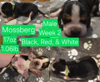 Mossberg Green Male, a male Beagle for sale in Bemidji, MN – 1 of 5