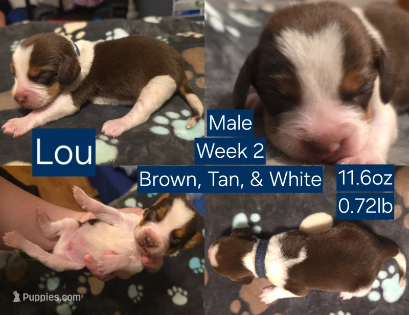 Lou Blue Male – Beagle puppy for sale in Bemidji, MN