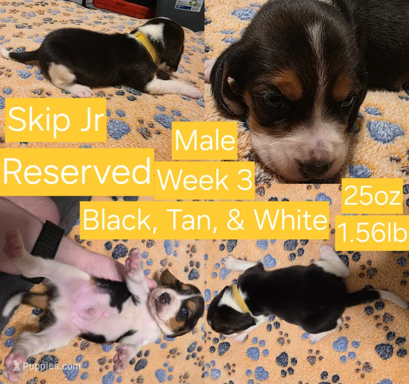 Gromit Yellow Male – Beagle puppy on hold in Bemidji, MN