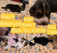 Gromit Yellow Male, a male Beagle for sale in Bemidji, MN – 1 of 6