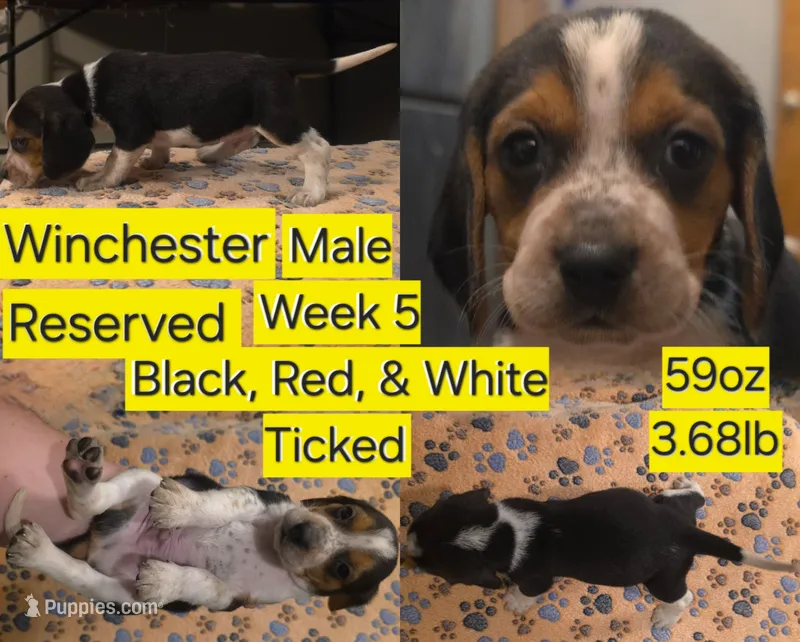 Winchester Yellow Male – Beagle puppy on hold in Bemidji, MN