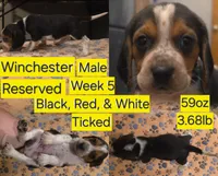 Winchester Yellow Male, a male Beagle for sale in Bemidji, MN – 1 of 8