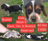 Buster Red Male, a male Beagle for sale in Bemidji, MN – 1 of 8