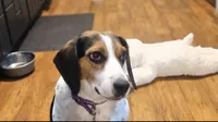 Red Ruby XXXVII, a female Beagle for sale in Bemidji, MN – 3 of 4