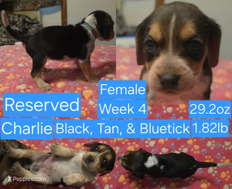 Charlie Blue Female – Beagle puppy on hold in Bemidji, MN