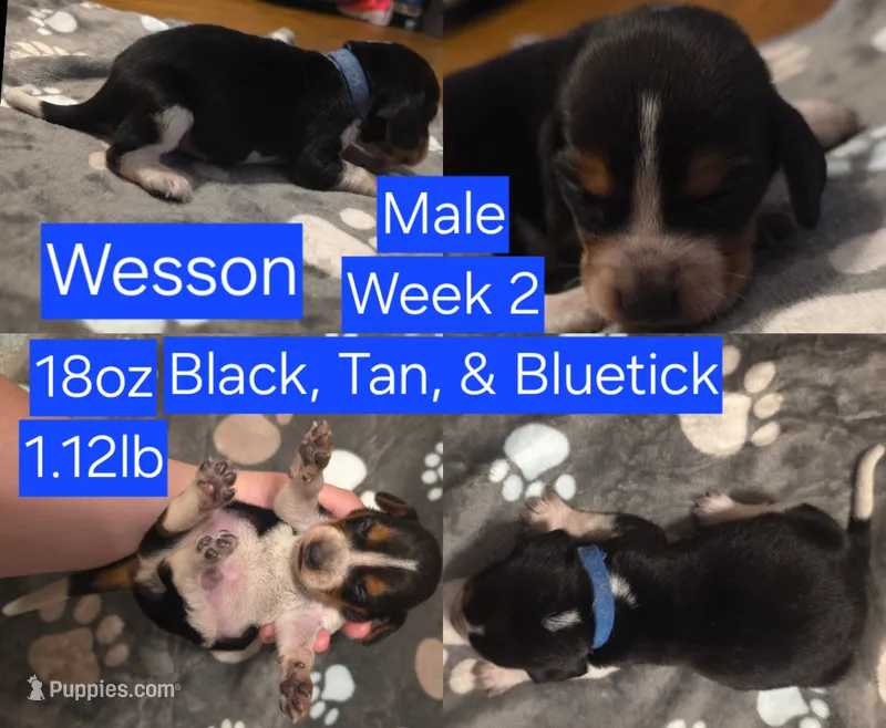 Wesson Blue Male – Beagle puppy for sale in Bemidji, MN