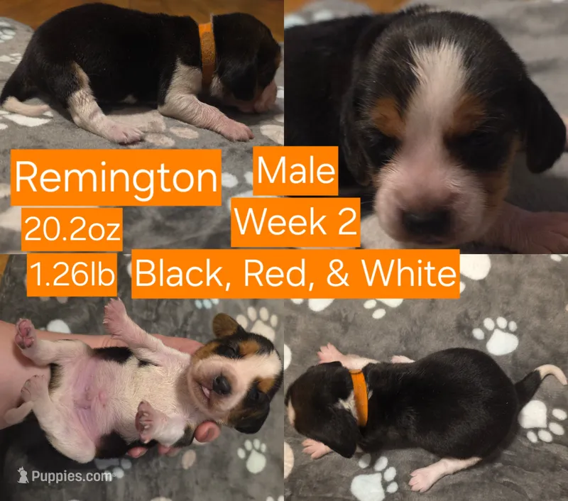 Remington Orange Male – Beagle puppy for sale in Bemidji, MN