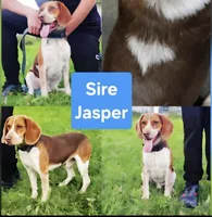 Wesson Blue Male, a male Beagle for sale in Bemidji, MN – 2 of 3
