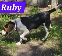 Red Ruby XXXVII, a female Beagle for sale in Bemidji, MN – 4 of 4
