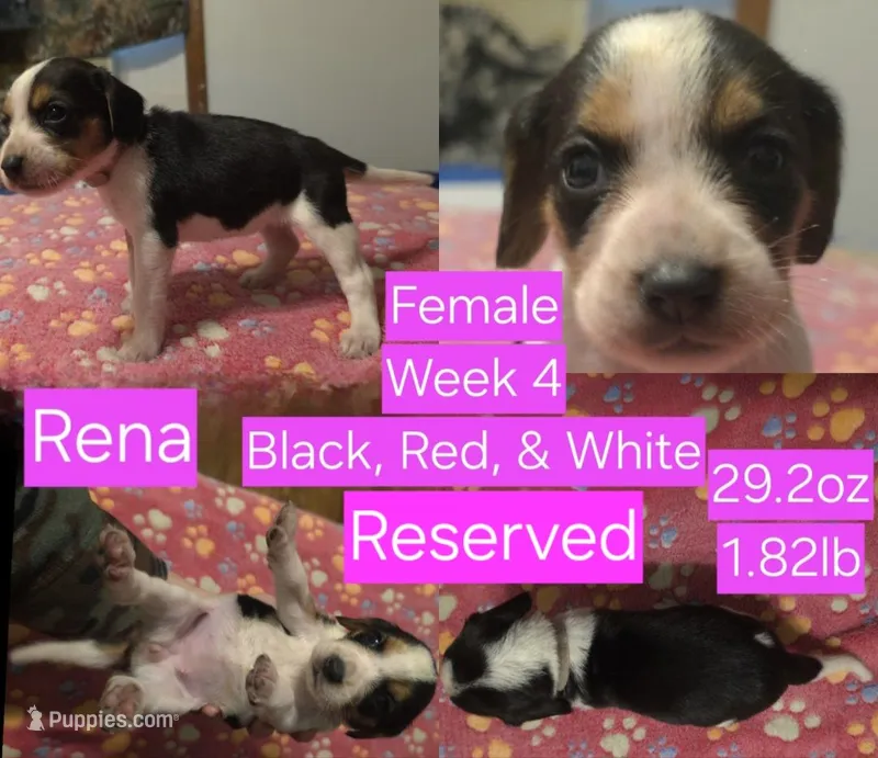 Rena Pink Female – Beagle puppy on hold in Bemidji, MN