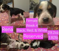 Rena Pink Female, a female Beagle for sale in Bemidji, MN – 2 of 8