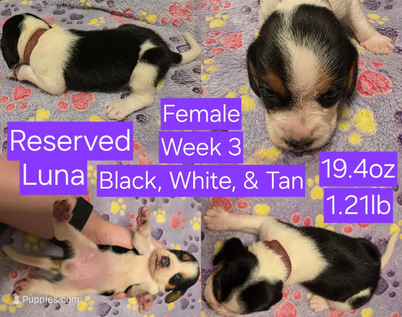 Luna Purple Female – Beagle puppy on hold in Bemidji, MN