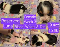Luna Purple Female, a female Beagle for sale in Bemidji, MN – 1 of 6