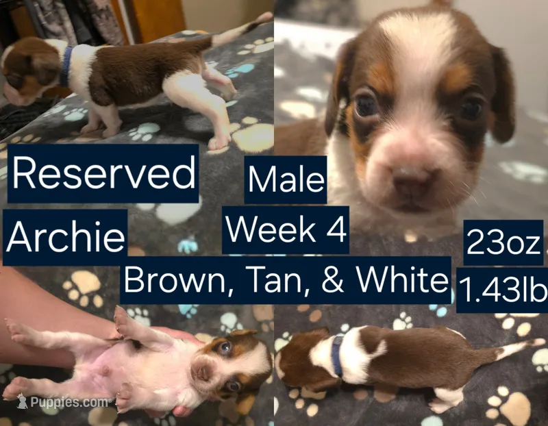 Archie Blue Male – Beagle puppy on hold in Bemidji, MN