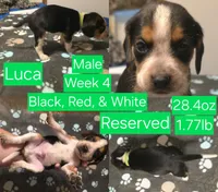 Luca Green Male, a male Beagle for sale in Bemidji, MN – 2 of 8