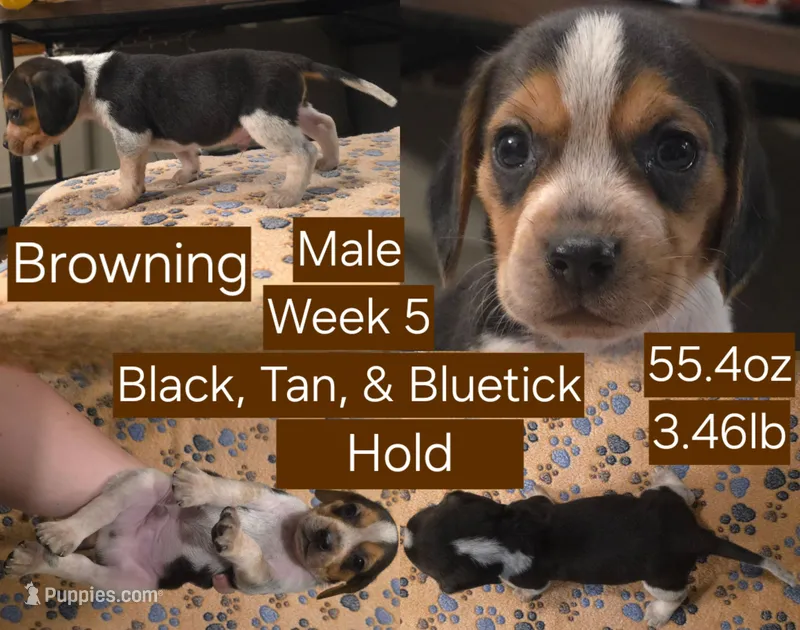 Browning Brown Male – Beagle puppy on hold in Bemidji, MN