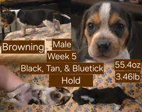 Browning Brown Male, a male Beagle for sale in Bemidji, MN – 1 of 8