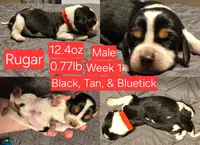 Buster Red Male, a male Beagle for sale in Bemidji, MN – 5 of 8