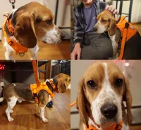 Odie, a male Basset Hound and Beagle for sale in Bemidji, MN – Photo 4 of 6