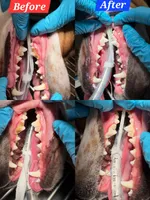 Odie, a male Basset Hound and Beagle for sale in Bemidji, MN – Photo 3 of 6