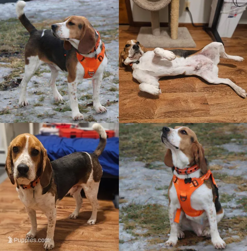 Odie – Basset Hound, Beagle puppy for sale in Bemidji, MN