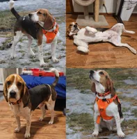 Odie, a male Basset Hound and Beagle for sale in Bemidji, MN – Photo 1 of 6