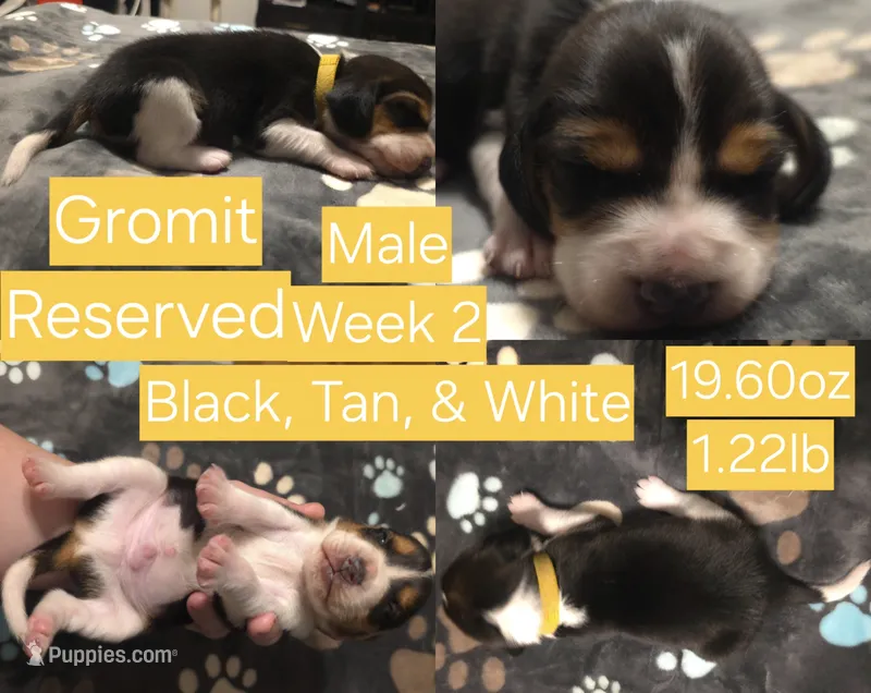 Gromit Yellow Male – Beagle puppy on hold in Bemidji, MN