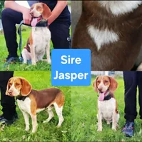 Crystal, a female Beagle for sale in Bemidji, MN – Photo 4 of 4