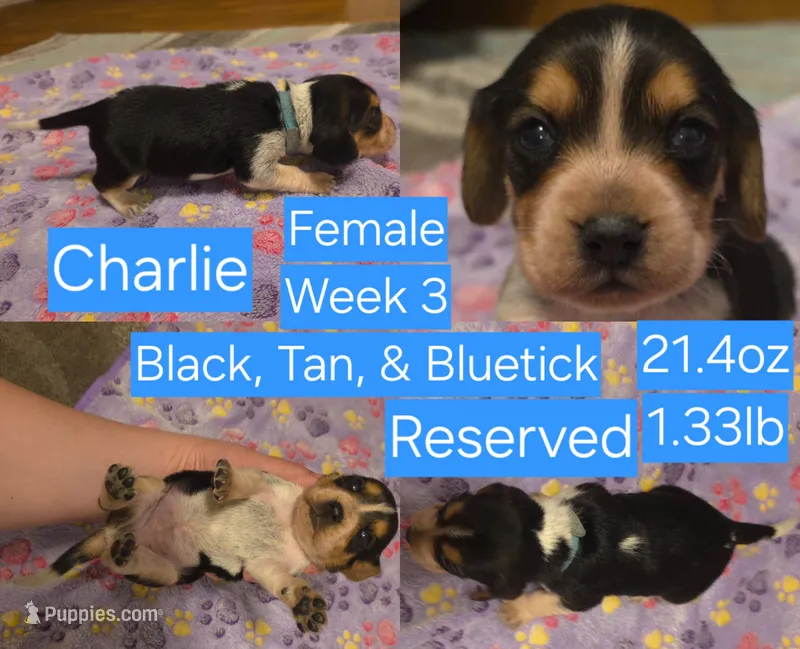 Charlie Blue Female – Beagle puppy on hold in Bemidji, MN