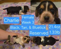 Charlie Blue Female, a male Beagle for sale in Bemidji, MN – 3 of 8